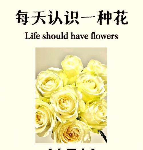 集体送白玫瑰有何特别含义？
