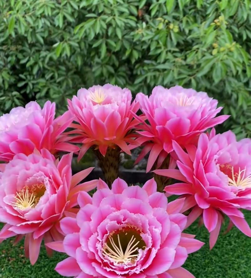 仙人球的花语有哪些含义？