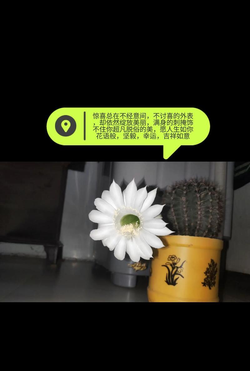 仙人球的花语有哪些含义？