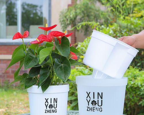 全透明塑料植物有哪些种类？它们的养护技巧是什么？