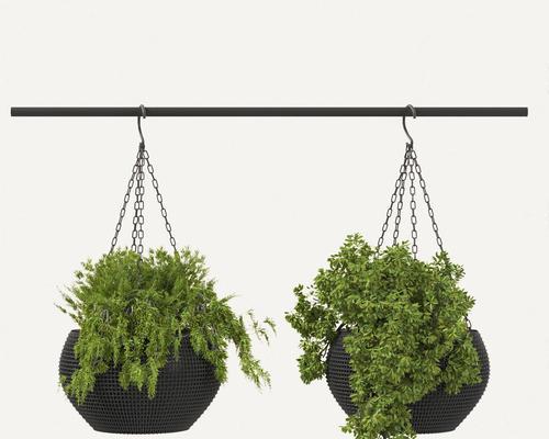 可以悬挂的盆栽植物有哪些？它们有什么特点？