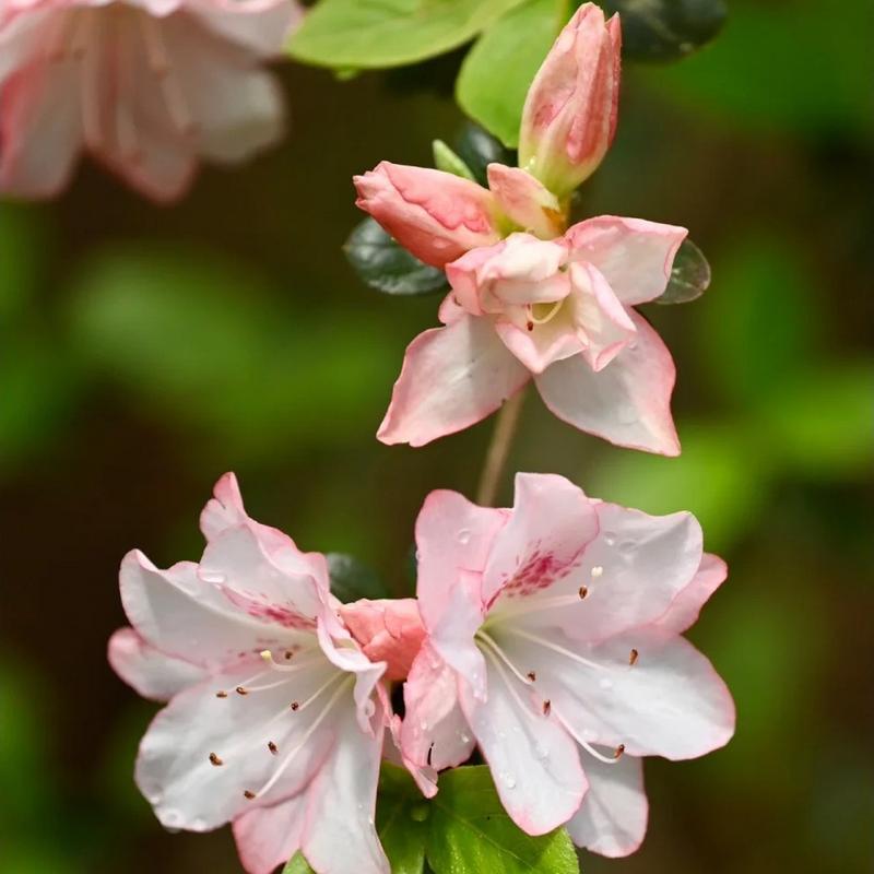 春节花卉图案通常象征着什么？