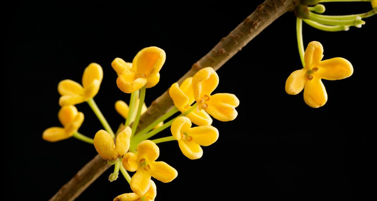 春节花卉图案通常象征着什么？