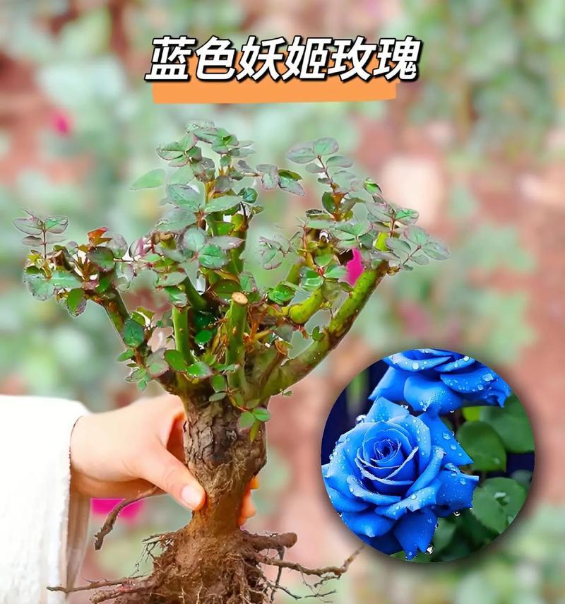 粉色玫瑰碎冰蓝的花语及其含义是什么？