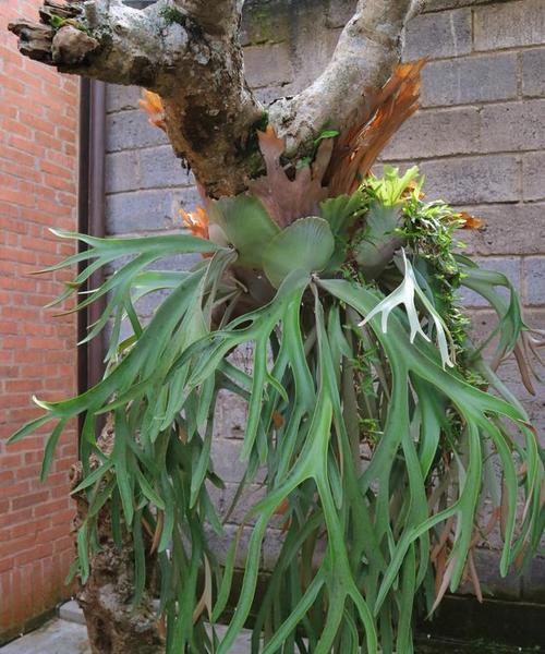 白玫瑰的雄蕊类型属于哪种植物？这种植物有何特点？