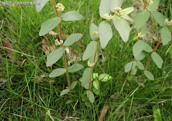 白玫瑰的雄蕊类型属于哪种植物？这种植物有何特点？