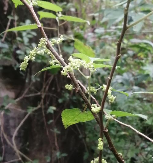 蜜源花卉有哪些特点和作用？如何利用蜜源花卉吸引蜜蜂？