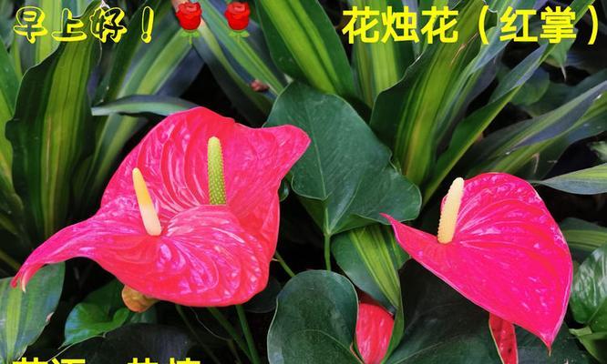 野地中的小百合象征着什么？花语中传达了哪些信息？