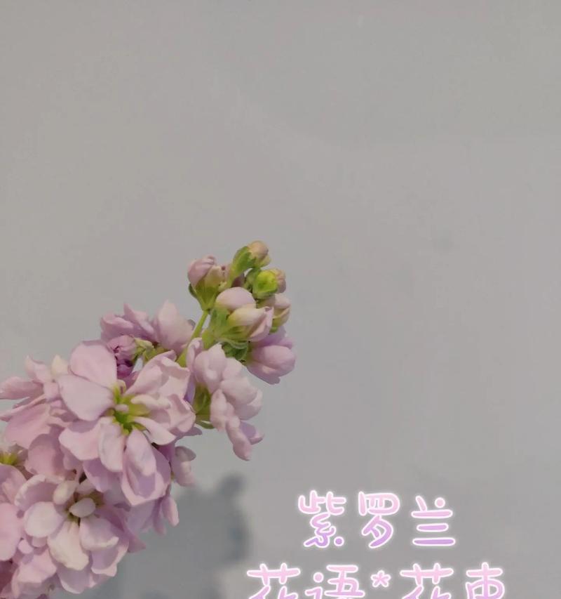 哪些花语代表小众独特？