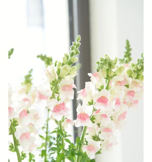 哪些花语代表小众独特？