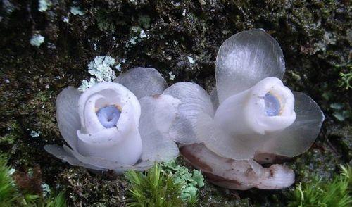 水晶兰精灵王以及花语是什么？水晶兰精灵王的花语有何深意？