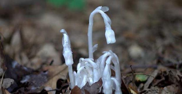 水晶兰精灵王以及花语是什么？水晶兰精灵王的花语有何深意？