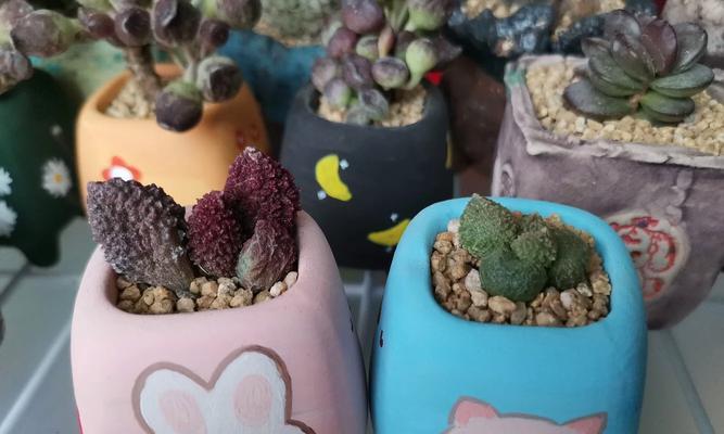 朱紫玉的花语和寓意是什么？朱紫玉花语的特别之处在哪里？