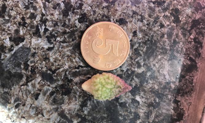 朱紫玉的花语和寓意是什么？朱紫玉花语的特别之处在哪里？