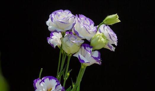 花色桔梗的花语代表什么？