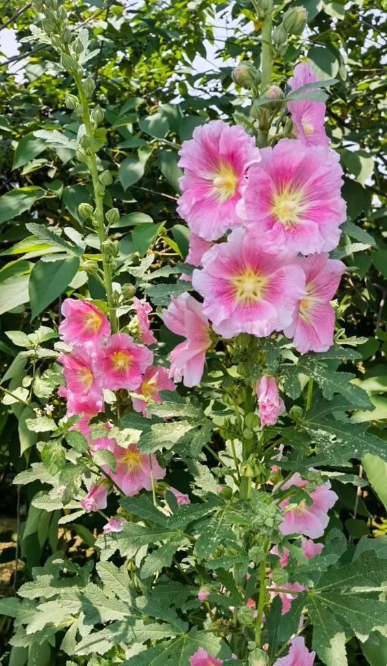 棋盘花的花语有何寓意？棋盘花象征着什么？