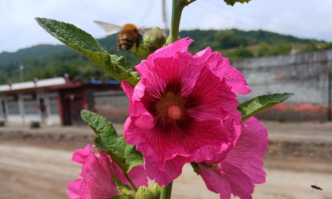 棋盘花的花语有何寓意？棋盘花象征着什么？