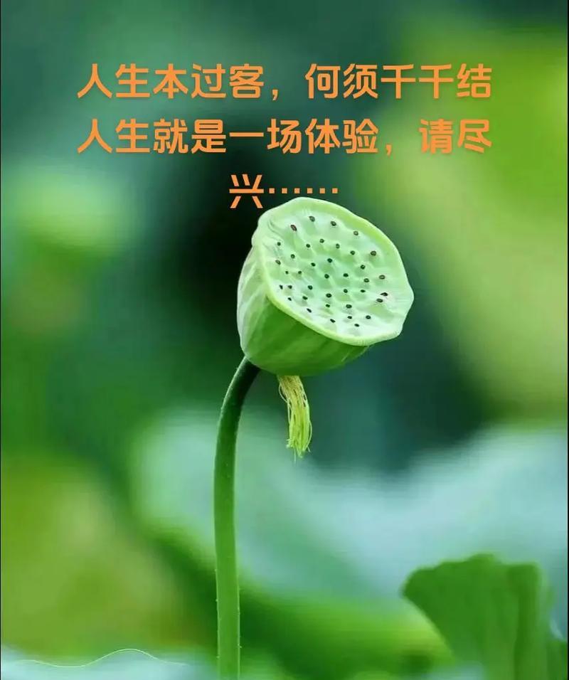 自信且真诚的花语是什么？它如何表达这种情感？
