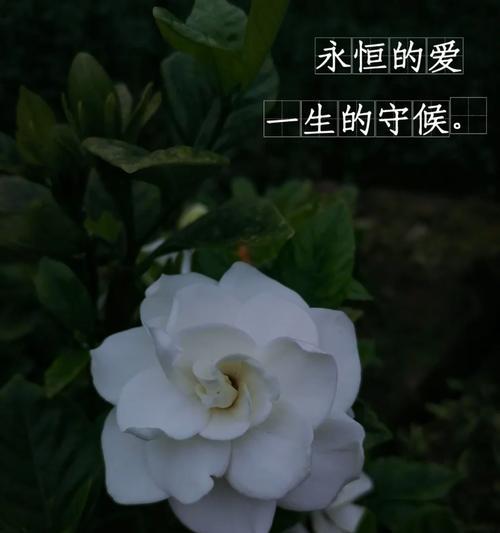 为什么花语红颜豆子要清？它有什么特别的寓意吗？