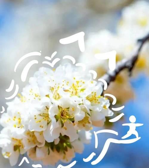 倾听花语的含义是什么？