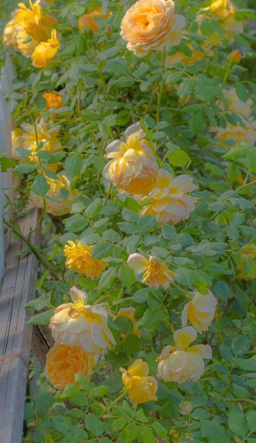 李程碑送玫瑰花有何深意？玫瑰花的寓意是什么？