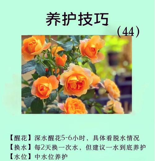 花语调为何常与爱情联系？有何特别之处？