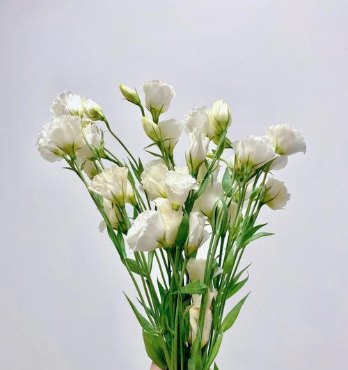 纯白色桔梗花代表了什么花语？