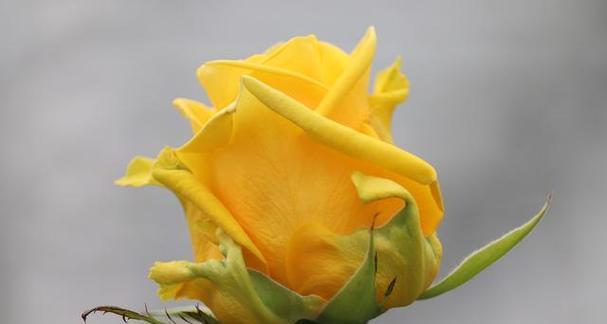 黄百和代表什么意思花语是什么？黄百和花的象征意义有哪些？