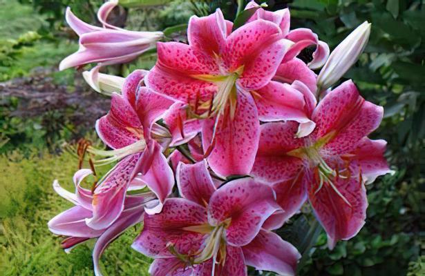 黄百和代表什么意思花语是什么？黄百和花的象征意义有哪些？
