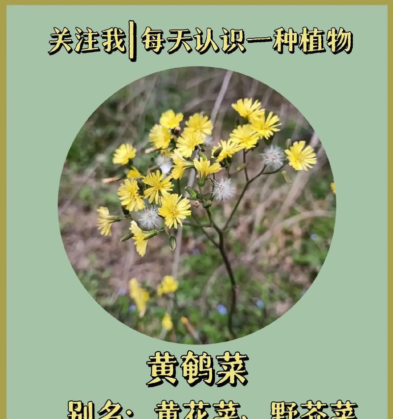 黄百和代表什么意思花语是什么？黄百和花的象征意义有哪些？