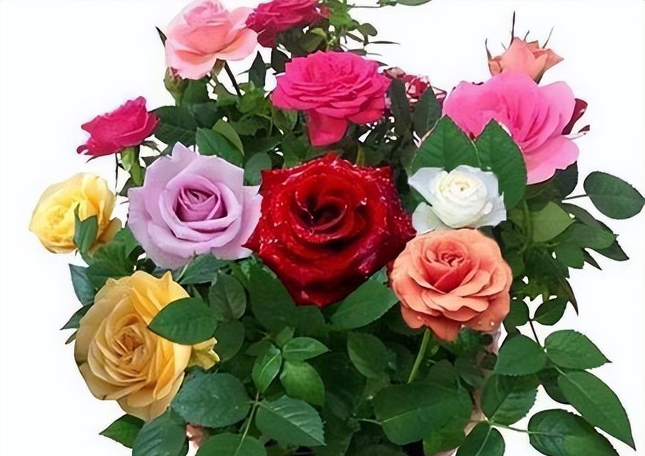 送人盆栽玫瑰花的寓意是什么？盆栽玫瑰花代表了什么？