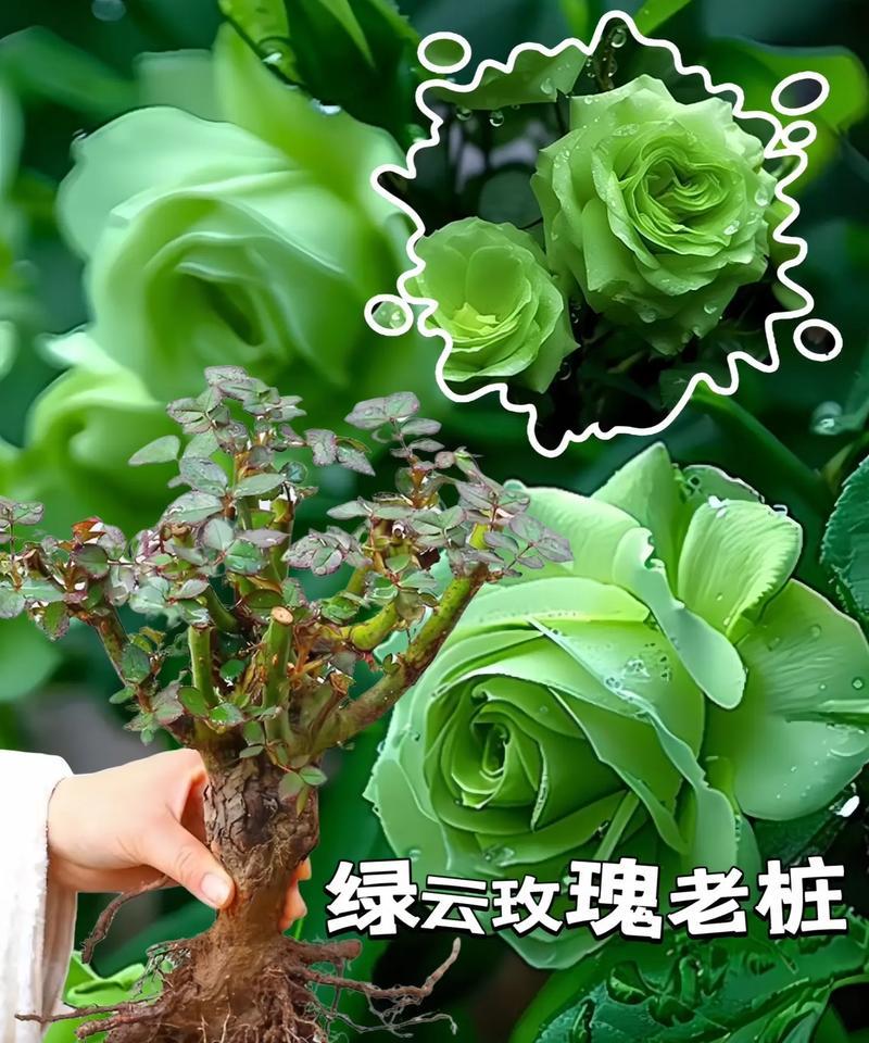 送人盆栽玫瑰花的寓意是什么？盆栽玫瑰花代表了什么？