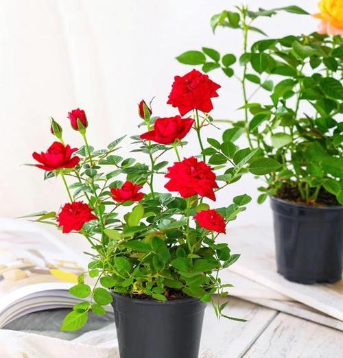 送人盆栽玫瑰花的寓意是什么？盆栽玫瑰花代表了什么？