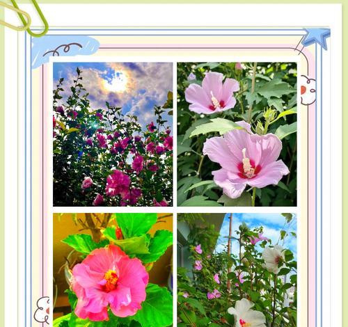 槿花花语是什么时候开花的？如何欣赏槿花的最佳时机？