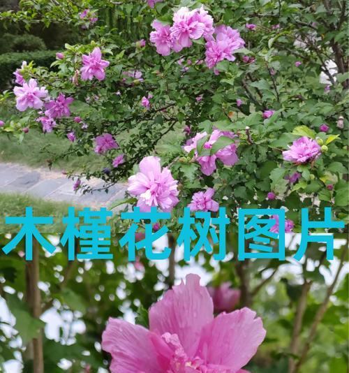 槿花花语是什么时候开花的？如何欣赏槿花的最佳时机？