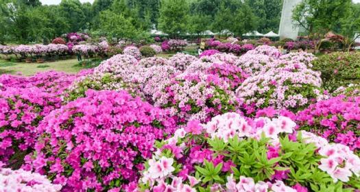 春鹃花的花语寓意是什么？它通常用来表达什么？