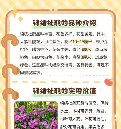 春鹃花的花语寓意是什么？它通常用来表达什么？