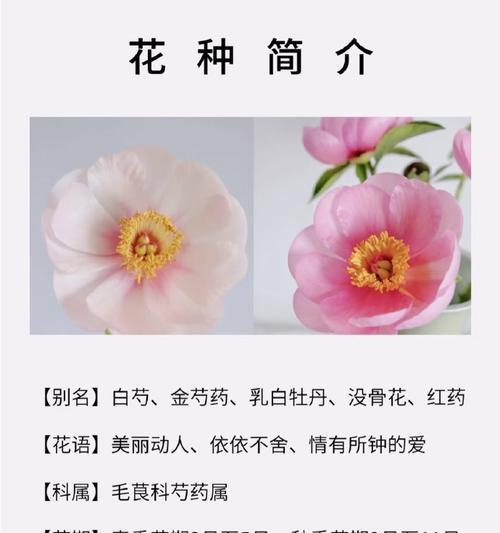 花语云萃的含义是什么？