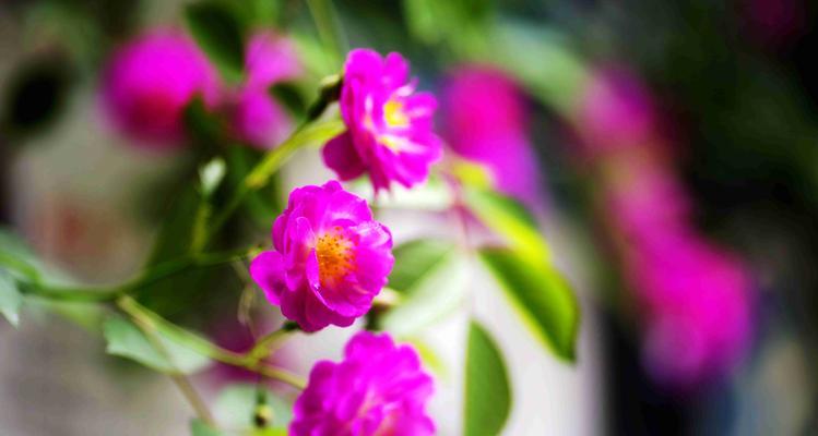 看着乖巧惹人怜爱的花语是什么？这种花代表了什么情感？