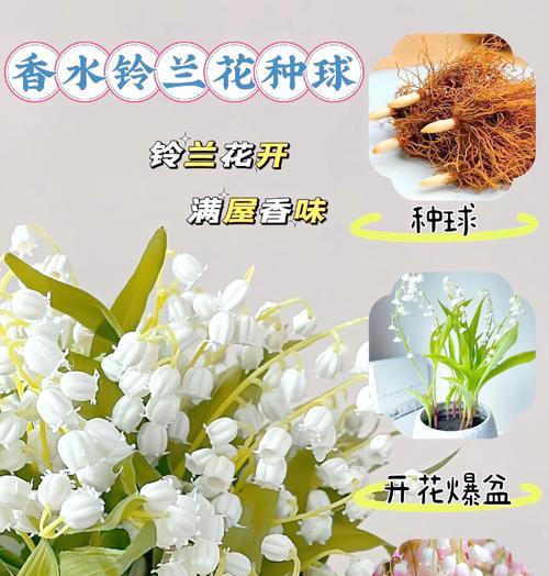 哪种花象征着重获幸福？