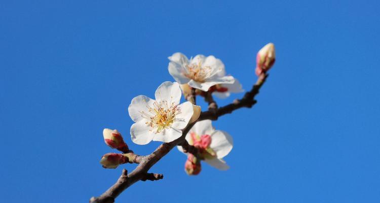 遇见幸福的花语象征着什么？