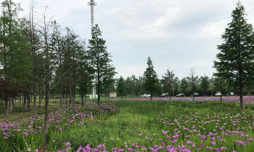 灿烂夏日花语有哪些？