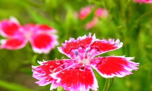 红天兔的寓意和花语是什么？它代表了什么？