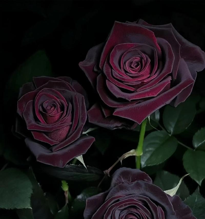 黑玫瑰花十朵的含义是什么？黑玫瑰花代表什么？