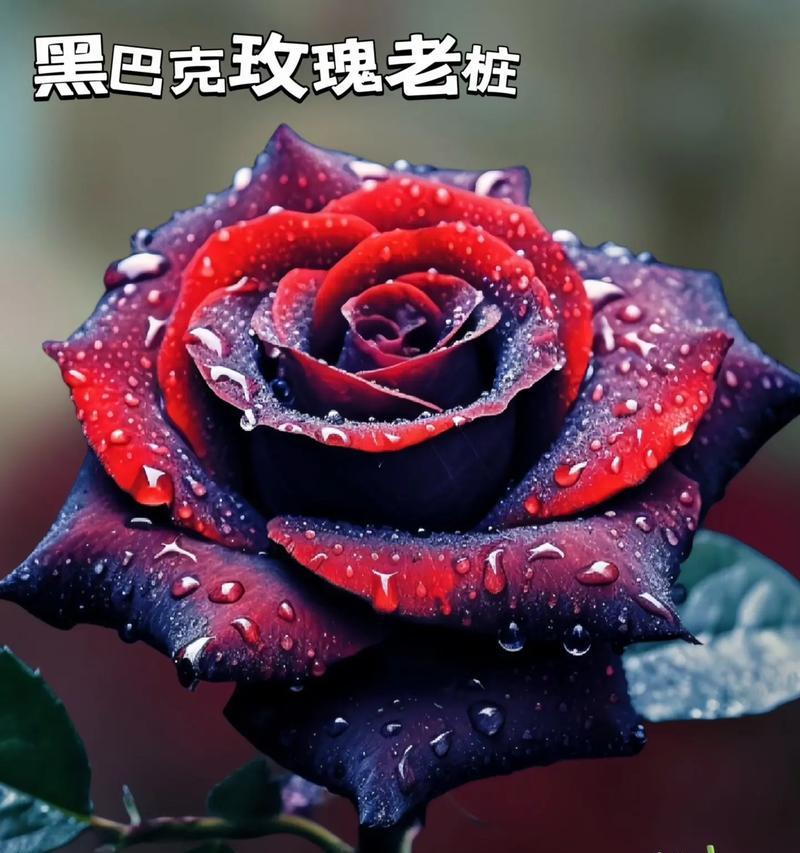 黑玫瑰花十朵的含义是什么？黑玫瑰花代表什么？