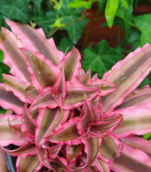 凤梨糖果的花语有何含义？它在礼物中传递什么信息？