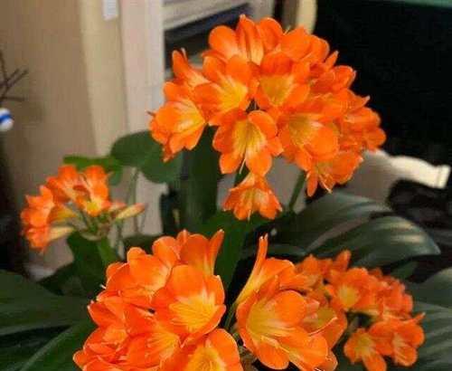 立冬送花时应选择哪种花语？