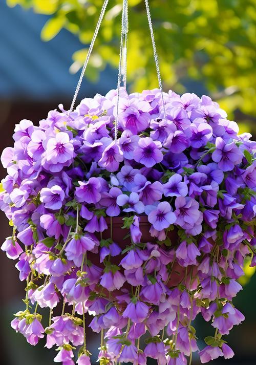 哪种花的花语形容圣母？它象征着什么？