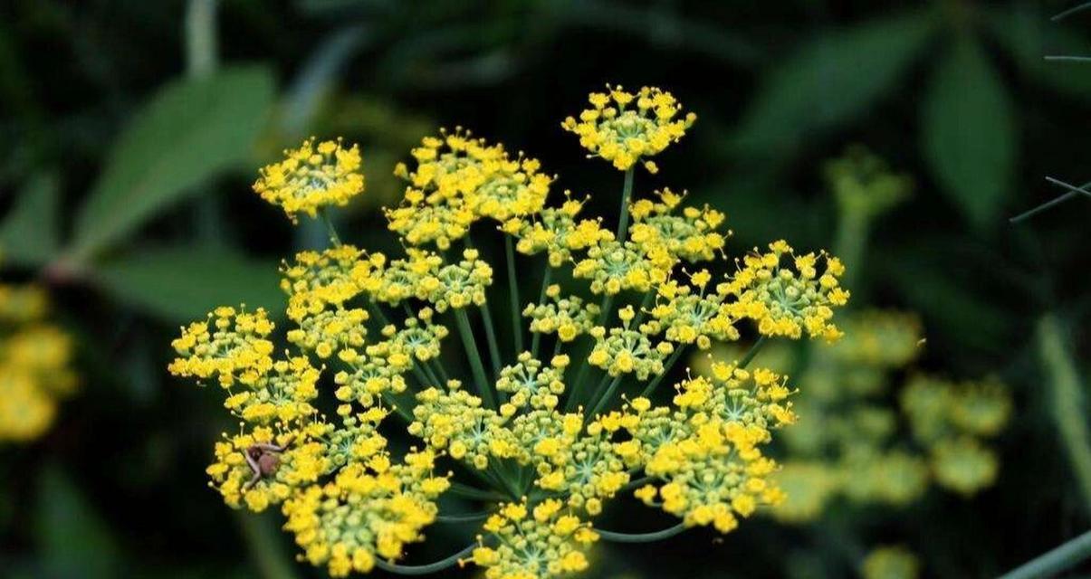 哪种花的花语形容圣母？它象征着什么？