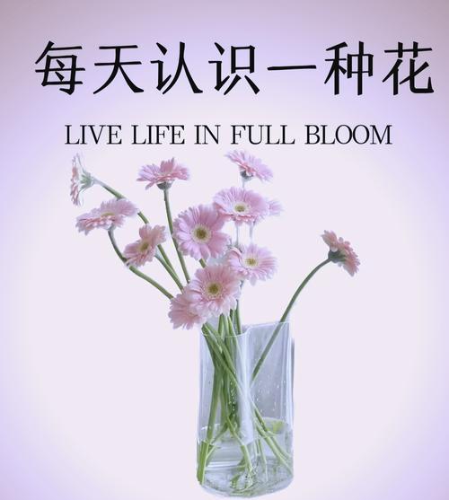 哪种花语最能表达爱情？想恋爱时应该选择哪种花？